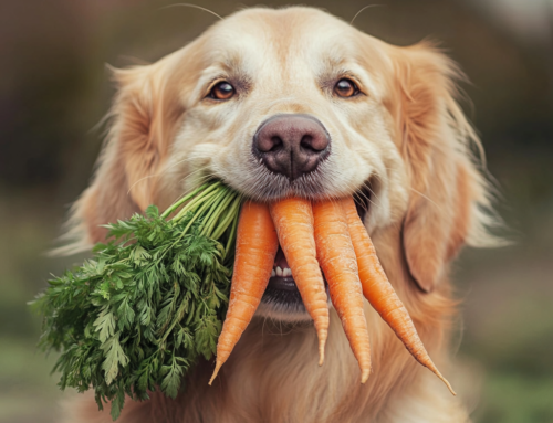 The Healthy Pet Food Movement